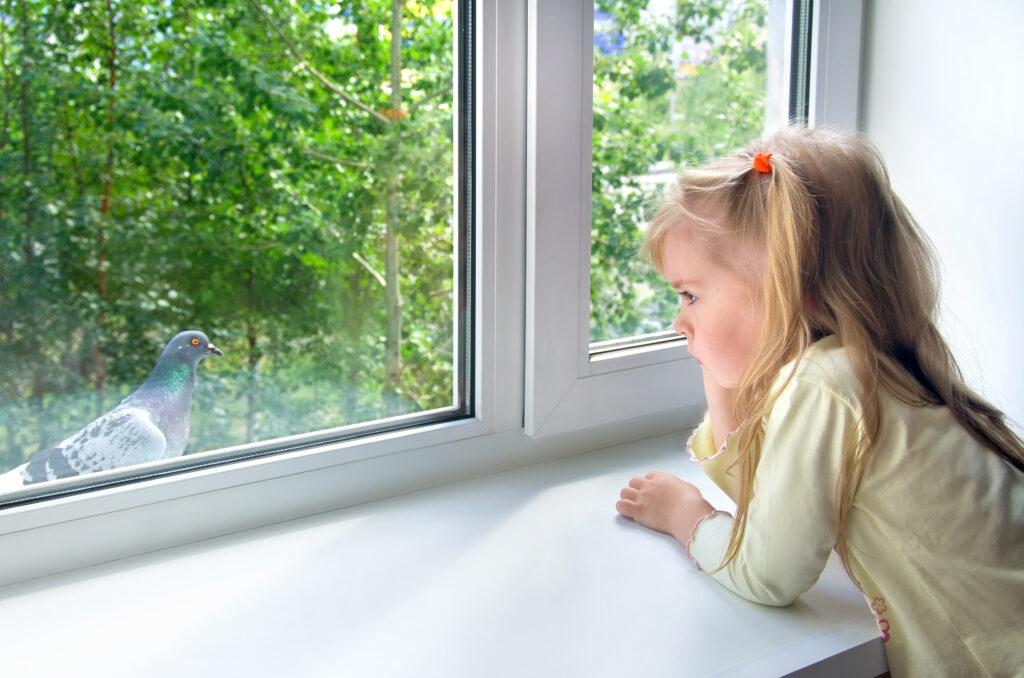 Double Glazed Windows